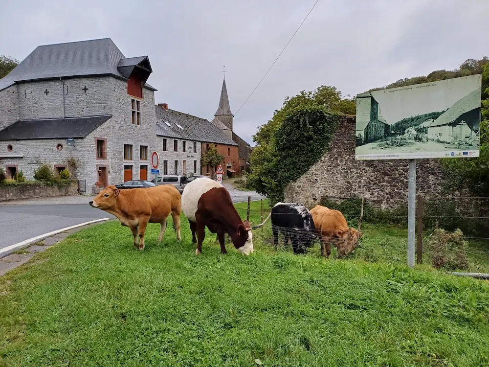 Rue du village de Lompret et vaches dans le pré